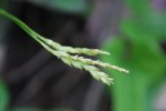 モエギスゲ	萌黄菅	Carex tristachya	4～5月